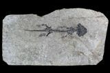 Discosauriscus (Early Permian Reptiliomorph) - Czech Republic #76373-1